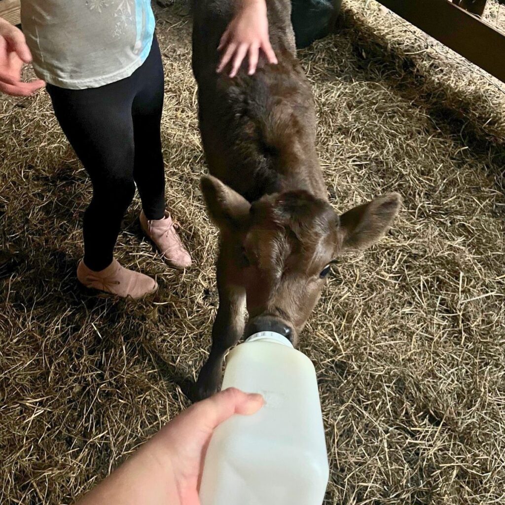 A little girl petting a black calf in a barn while a woman feeds the calf a bottle.