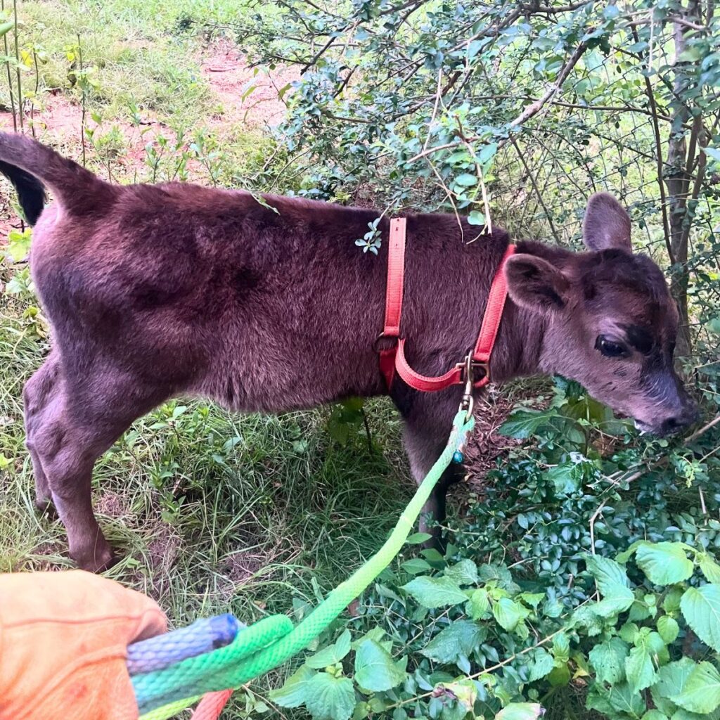 A woman holding a leash to a calf wearing a red harness.