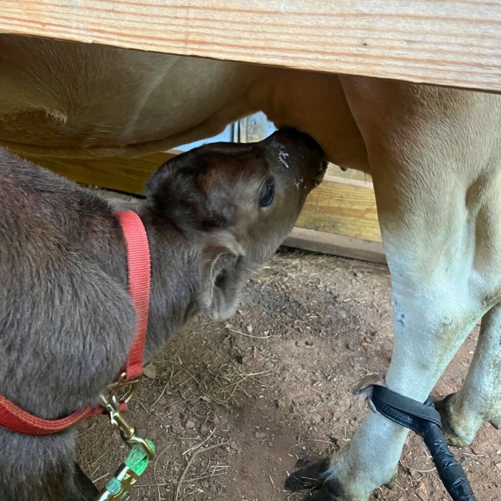 A black calf wearing a red harness and nursing on a dairy cow with her leg tied in a stanchion.