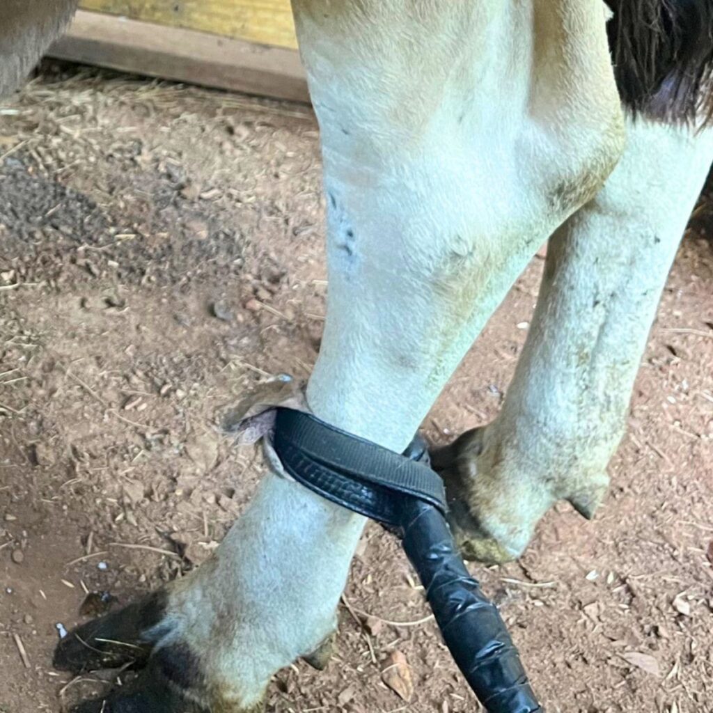 A dairy cow leg with a leash strap wrapped around the bottom of her leg.