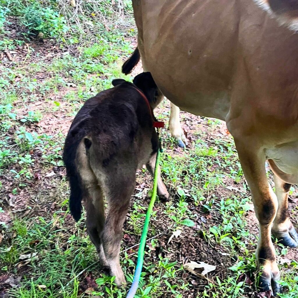 A black calf nursing from a dairy cow in a green pasture.